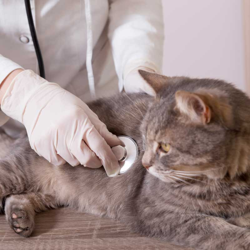 Veterinarias Y Pet Shops