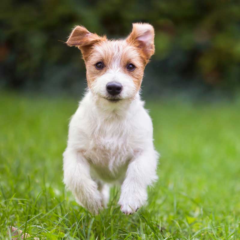 Leocan