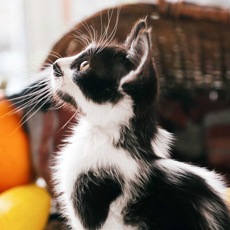 Zoocopet
